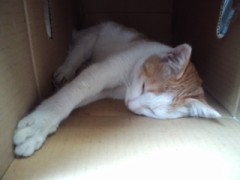 白いシンデレラオジサンです！