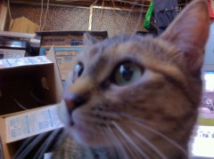 洋上のシンデレラオジサン？！