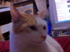 タールッ、タルタルタルタルタルトーッ！