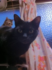 足の短いシンデレラオジサンより