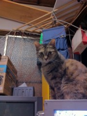 炬燵の中のシンデレラオジサン