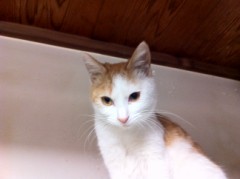 ゆっくり寝ましたシンデレラオジサンです