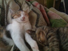 火星に舞うシンデレラオジサン