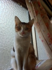 本日もお仕事！シンデレラオジサン４２