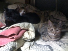 今宵もシンデレラオジサン？