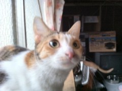 真っ白ダゼ！シンデレラオジサン