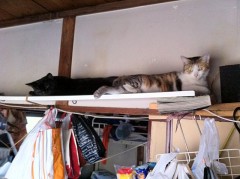 猫分が足り無い？シンデレラオジサン