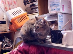 汗かきシンデレラオジサン４２