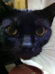 誰だっ！誰だっ！誰だーっ！シンデレラオジサンです