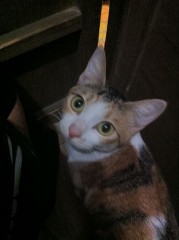 GASが...シンデレラオジサン