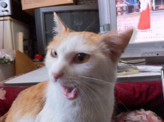 タルタルタル...シンデレラオジサンです