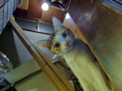 トイレでタルト！？シンデレラオジサンです！