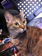 地デジデビュー！シンデレラオジサン