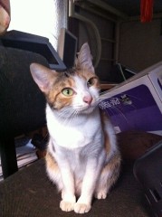 鼻水？鼻垂らし！シンデレラオジサン