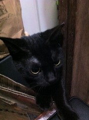 こ.こ.今晩は、シンデレラオジサンです。