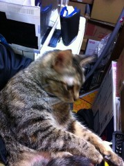 抱っこちゃん？千代子！シンデレラオジサン