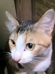 ダンボ？！ミーコちゃん、シンデレラオジサンです。