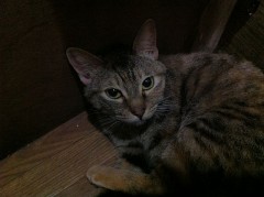 ヘヘッ、ヘヘッ、シンデレラオジサンです