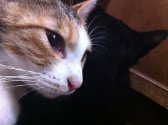 エイプリィル・フールをシンデレラオジサンに