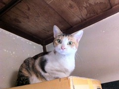 朝からお馬鹿なシンデレラオジサン