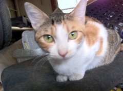 猫被り？シンデレラオジサン！