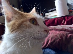 夢の世界から、シンデレラオジサン？