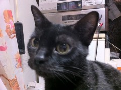 謎の生物？再び！シンデレラオジサン