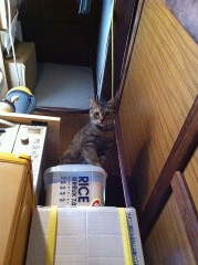 チョコっと千代子様？シンデレラオジサン