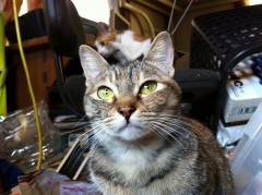 チョコっとお出迎え？シンデレラオジサン