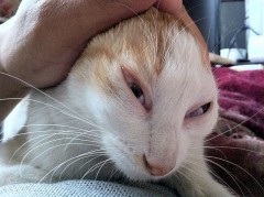 無理矢理！？シンデレラオジサン