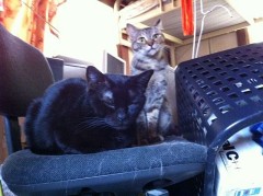 困った千代子さん？シンデレラオジサン！