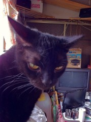 ピョコニャン？！シンデレラオジサンです