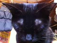 ３日連続ジジコ様！シンデレラオジサン