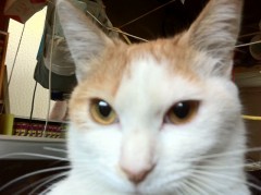 とりあえず、シンデレラオジサン