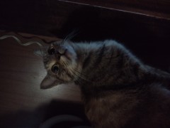 ピチピチチャプチャプ、シンデレラオジサン♪