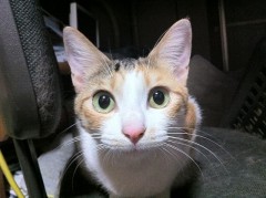 俺の猫がこんなに可愛いわけがない？