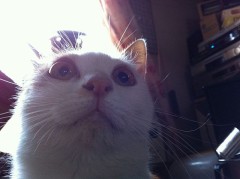 今日はタルちゃん？シンデレラオジサン