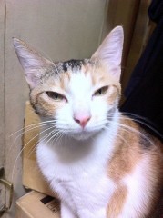 やっぱり？！シンデレラオジサン