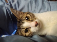 ハナちゃんを抱くシンデレラオジサン