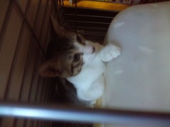 ゲロゲロ三郎太とシンデレラオジサン