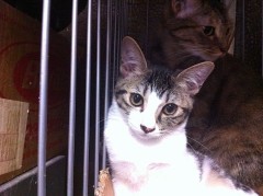 シンデレラオジサンは風邪をひか無い筈なのですが…