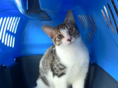 宇宙飛行士ハナちゃん♪so