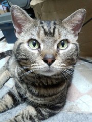 我が家のポン・デ・ライオン⁈SO