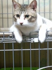 意気地無し<img class=