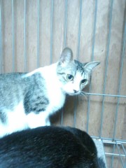 本当に久し振りの猫日記!?シンデレラオジサンです…