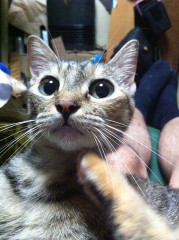 ハナちゃんのお母さんです!千代っぺです!!