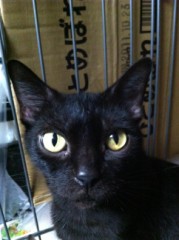 俺の猫はこんなに可愛い！！