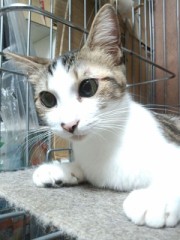 家の真央ちゃん