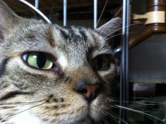 次郎さんが撮れず、武蔵君です！