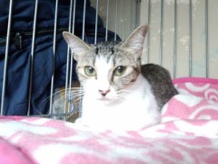 今日は猫パラ!!だいすき？